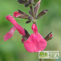 Salvia x 'Alegria Light Pink'
