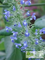 Salvia amethystina subsp. ampelophylla