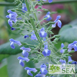 Salvia amethystina subsp. ampelophylla