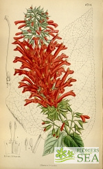 Salvia rubescens subsp. dolichothrix