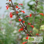 Salvia rubescens subsp. dolichothrix