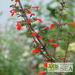 Salvia rubescens subsp. dolichothrix