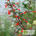 Salvia rubescens subsp. dolichothrix