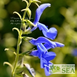 Salvia patens 'De flores gigantes'