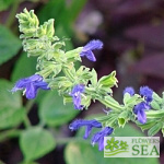 Salvia mexicana 'Blue Seniorita'