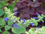 Salvia mexicana 'Blue Seniorita'