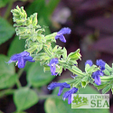 Salvia mexicana 'Blue Seniorita'