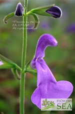 Salvia patens 'Chilcombe'