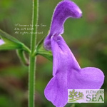 Salvia patens 'Chilcombe'