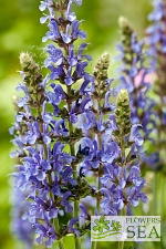 Salvia nemorosa 'Blau HÃ¼gel'