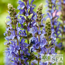 Salvia nemorosa 'Blau HÃ¼gel'