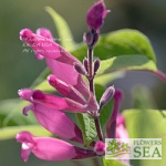 Salvia involucrata 'Boutin'