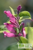 Salvia involucrata 'Boutin'