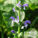 Salvia pratensis 'Proud Mary'