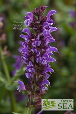 Salvia nemorosa 'Lyrical Silvertone'