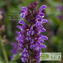 Salvia nemorosa 'Lyrical Silvertone'