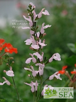 Salvia x jamensis 'Pink Pearl'