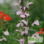 Salvia x jamensis 'Pink Pearl'