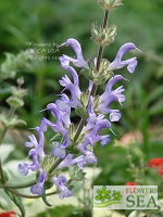 Salvia hypargeia