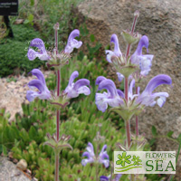 Salvia hypargeia