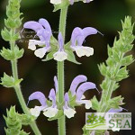 Salvia chrysophylla