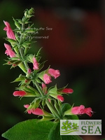 Salvia karwinskii 'Ted's 18 footer'