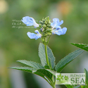 Salvia uliginosa 'Ballon Azul'