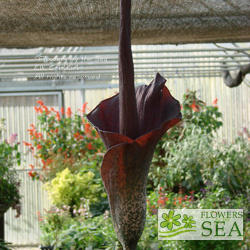 Amorphophallus konjac