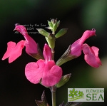 Salvia lemmonii 'Wild Pink'