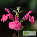 Salvia lemmonii 'Wild Pink'