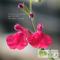 Salvia lemmonii 'Wild Rose'