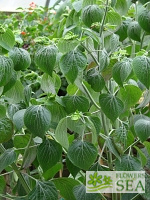 Salvia mexicana 'Queretaro'