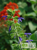 Salvia mexicana 'Queretaro'