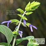 Salvia mexicana 'Queretaro'