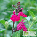 Salvia x 'Alegria Dark Pink'