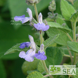 Salvia pinguifolia