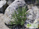 Salvia eremostachya