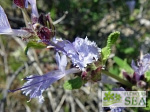 Salvia eremostachya