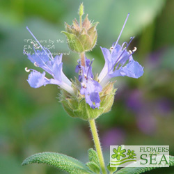 Salvia eremostachya