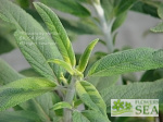 Salvia leucantha 'Eder'