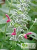 Salvia leucocephala