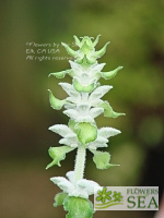 Salvia leucocephala