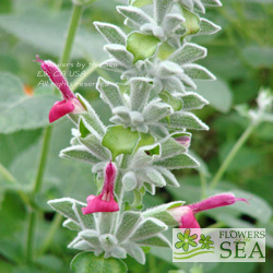 Salvia leucocephala