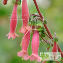 Sinningia 'Scarlet O'Hara'