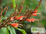 Salvia heerii