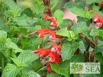 Salvia heerii