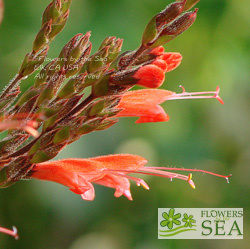 Salvia heerii