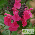 Salvia greggii 'Grace Pink'