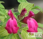 Salvia greggii alba x dorisiana