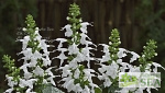 Salvia coccinea 'Summer Jewel White'